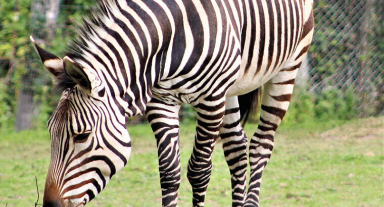 Export and Import Animal Services in Thailand