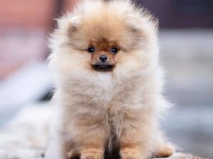 White & Brown Pomeranian puppy 1 female 1 Male