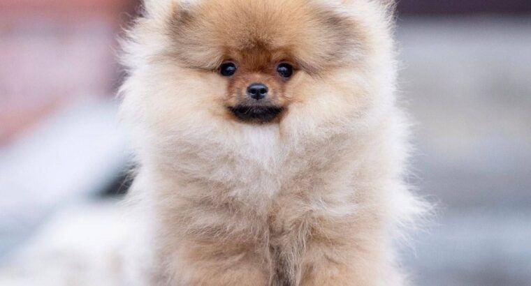 White & Brown Pomeranian puppy 1 female 1 Male