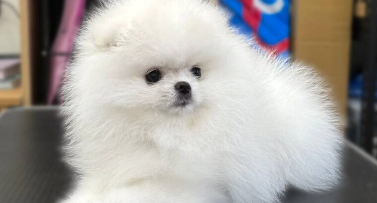 White & Brown Pomeranian puppy 1 female 1 Male