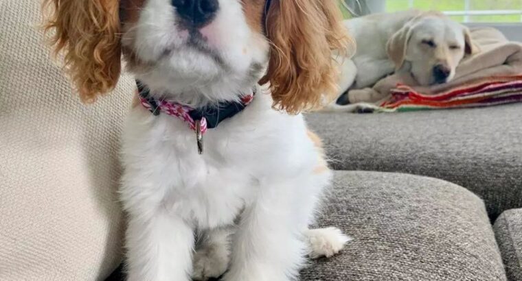 Cavalier King Charles Spaniel puppies