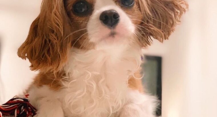 Cavalier King Charles Spaniel puppies