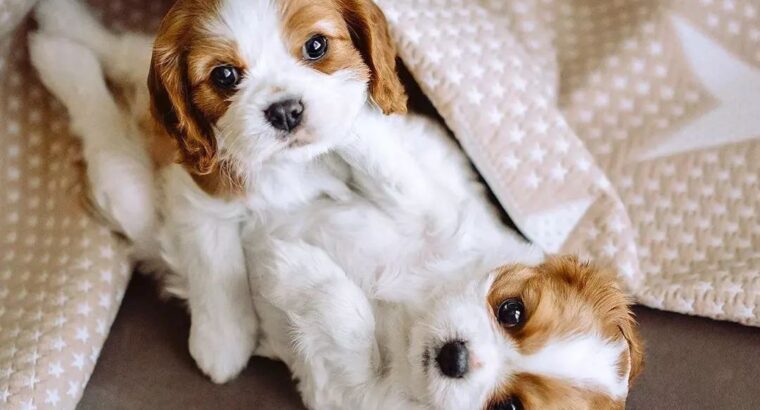 Cavalier King Charles Spaniel puppies