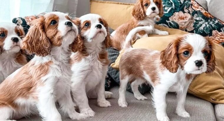 Cavalier King Charles Spaniel puppies