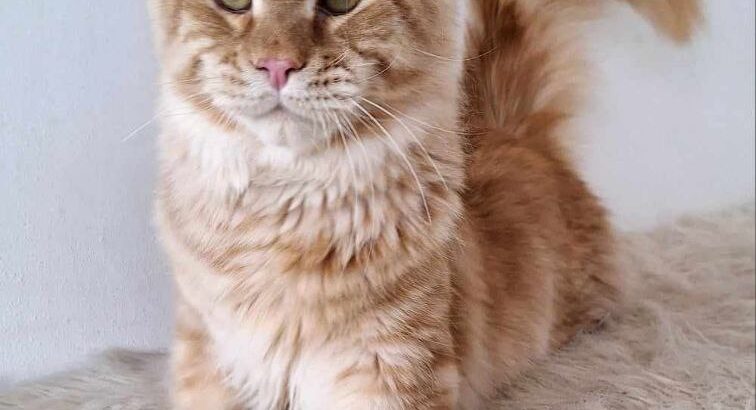 Main coon Kitten available