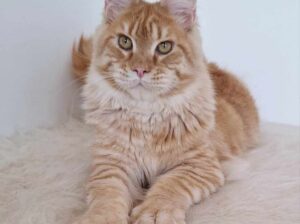 Main coon Kitten available