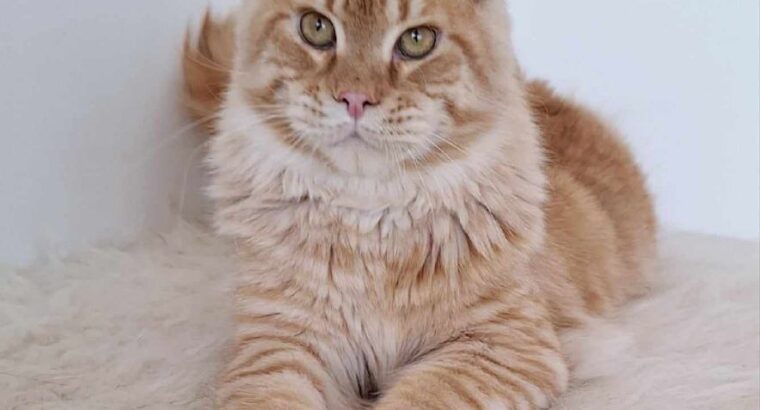 Main coon Kitten available