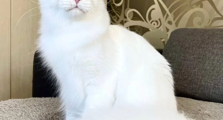 Main coon Kitten available