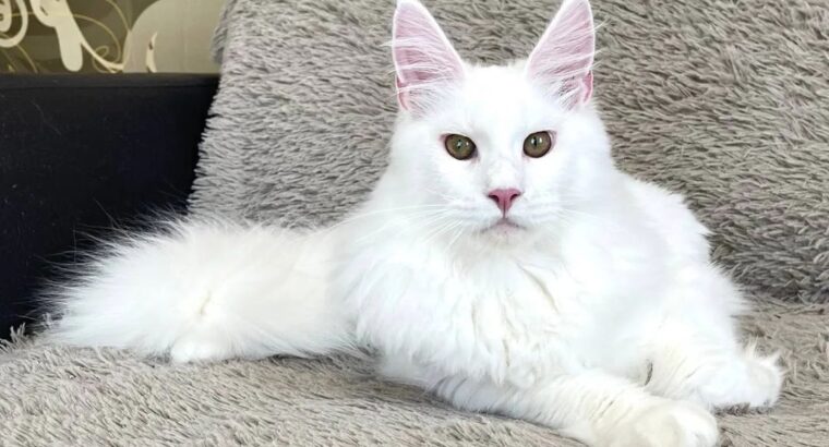 Main coon Kitten available