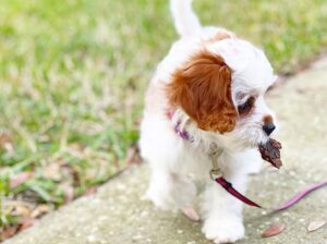 Amazing Cavapoo puppies Male & Female available