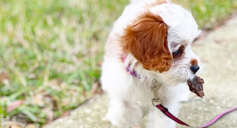 Amazing Cavapoo puppies Male & Female available