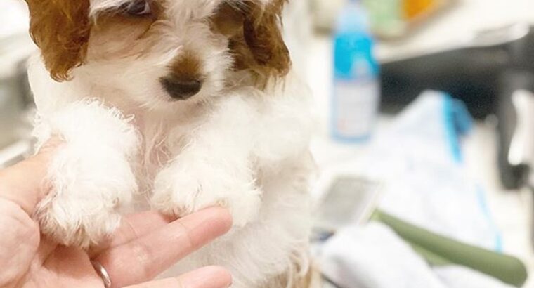 Amazing Cavapoo puppies Male & Female available