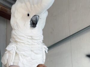 Umbrella Cockatoo 1 Male 1 Female