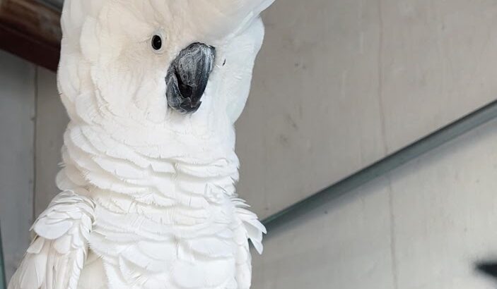 Umbrella Cockatoo 1 Male 1 Female