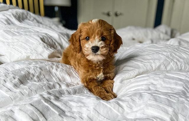 Amazing Cavapoo puppies Male & Female available