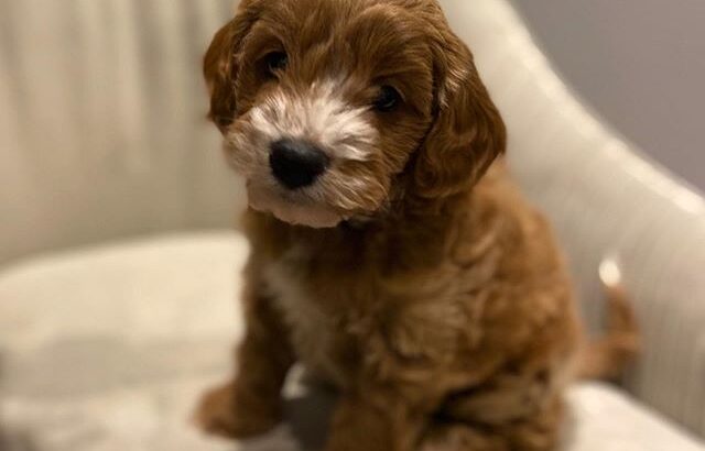 Amazing Cavapoo puppies Male & Female available