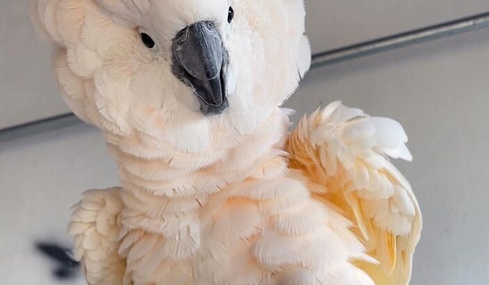 Umbrella Cockatoo 1 Male 1 Female