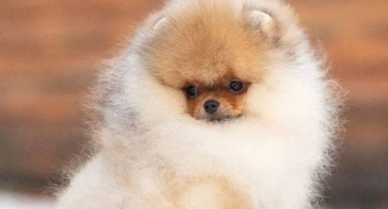 White & Brown Pomeranian puppy 1 female 1 Male