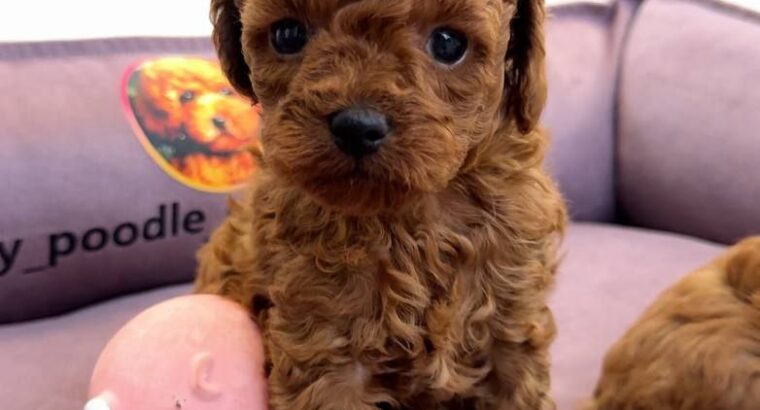 Beautiful Red poodle puppies available