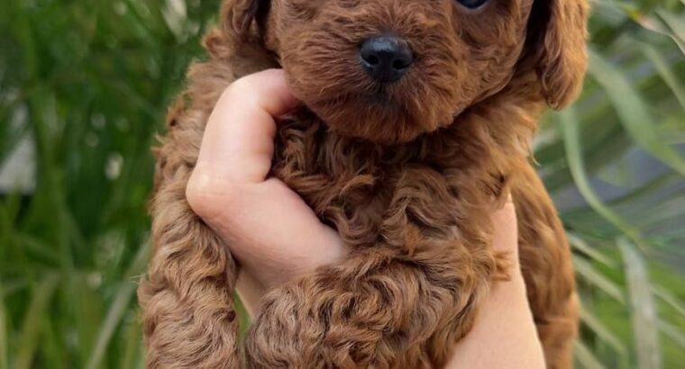 Beautiful Red poodle puppies available