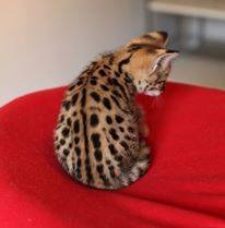 Savannah F4 & F5 Kittens