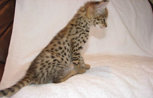 Savannah F4 & F5 Kittens