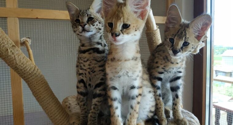 Savannah F4 & F5 Kittens