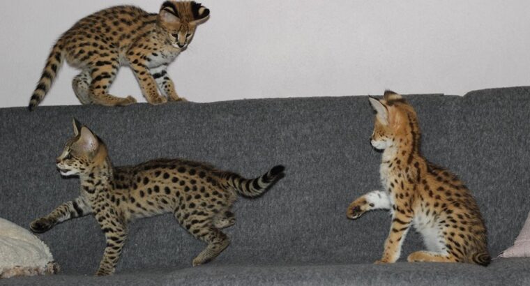 Savannah F4 & F5 Kittens