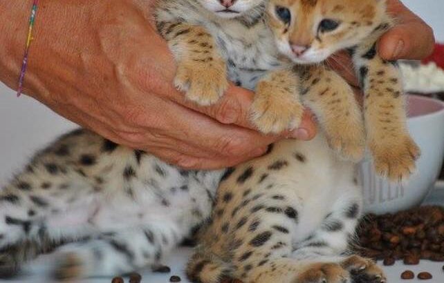 Savannah F4 & F5 Kittens