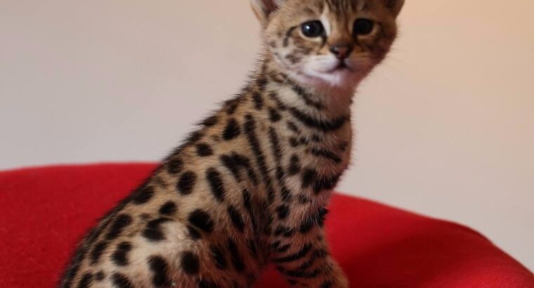 Savannah F4 & F5 Kittens