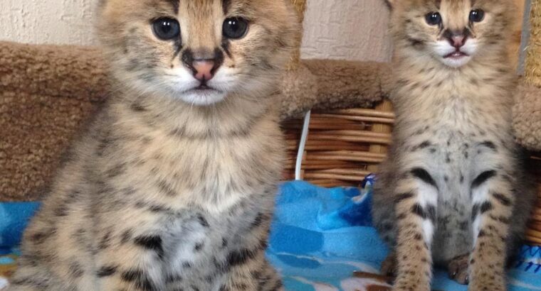 Serval & Caracal Kittens