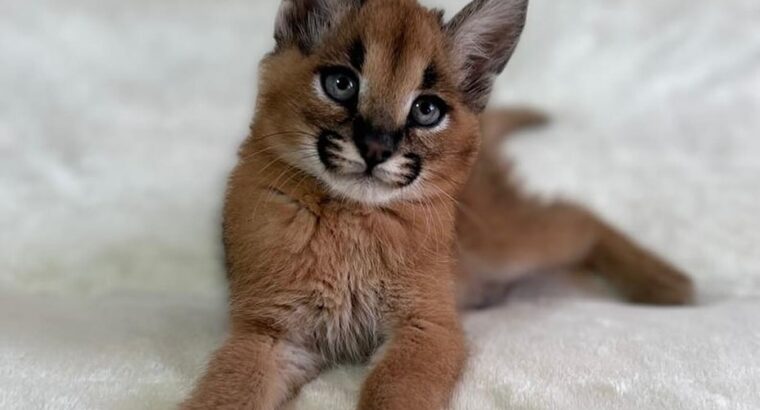 Serval & Caracal Kittens