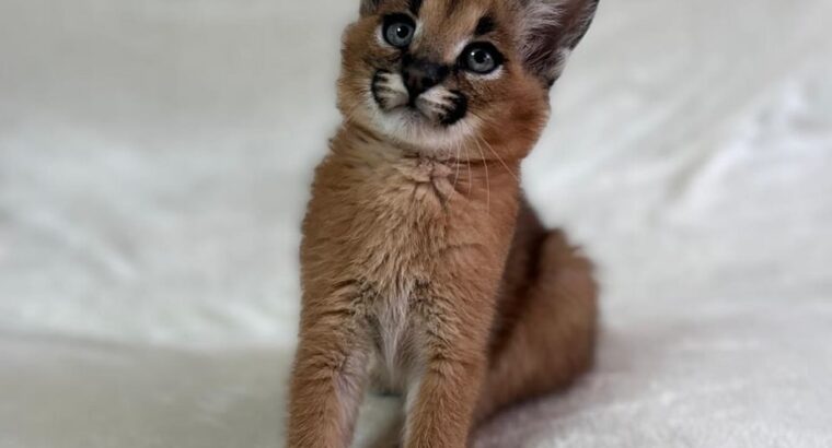 Serval & Caracal Kittens