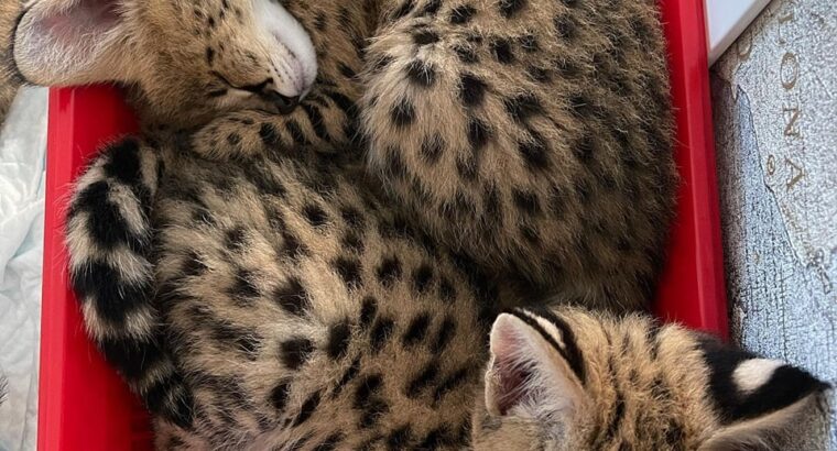Serval & Caracal Kittens