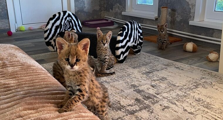 Serval & Caracal Kittens