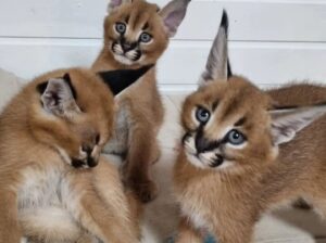 Serval & Caracal Kittens