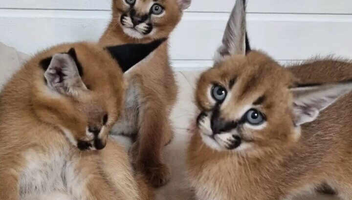 Serval & Caracal Kittens