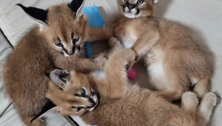 Serval & Caracal Kittens