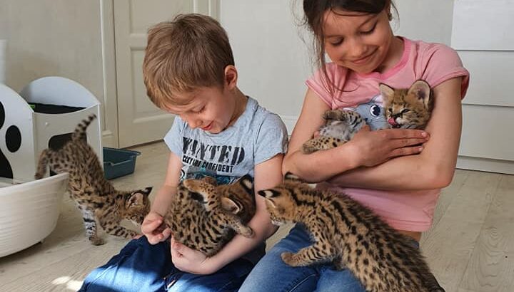 Serval & Caracal Kittens