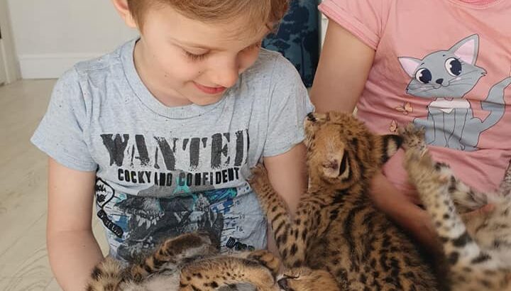 Serval & Caracal Kittens