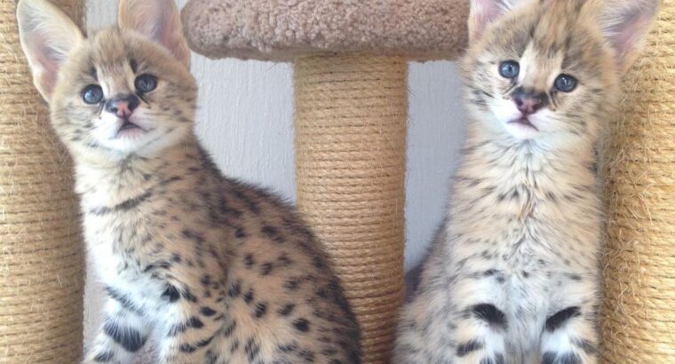 Serval & Caracal Kittens